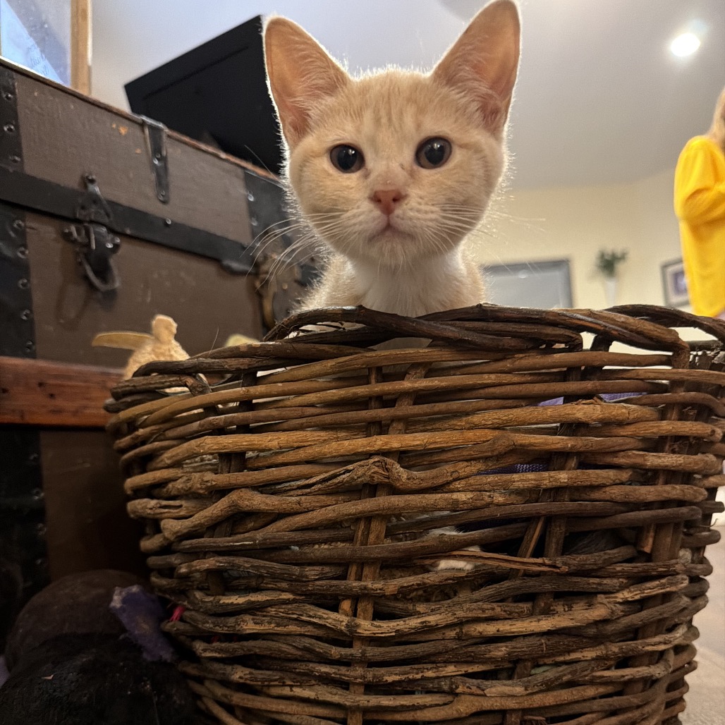 GINNY - Domestic Shorthair available for adoption