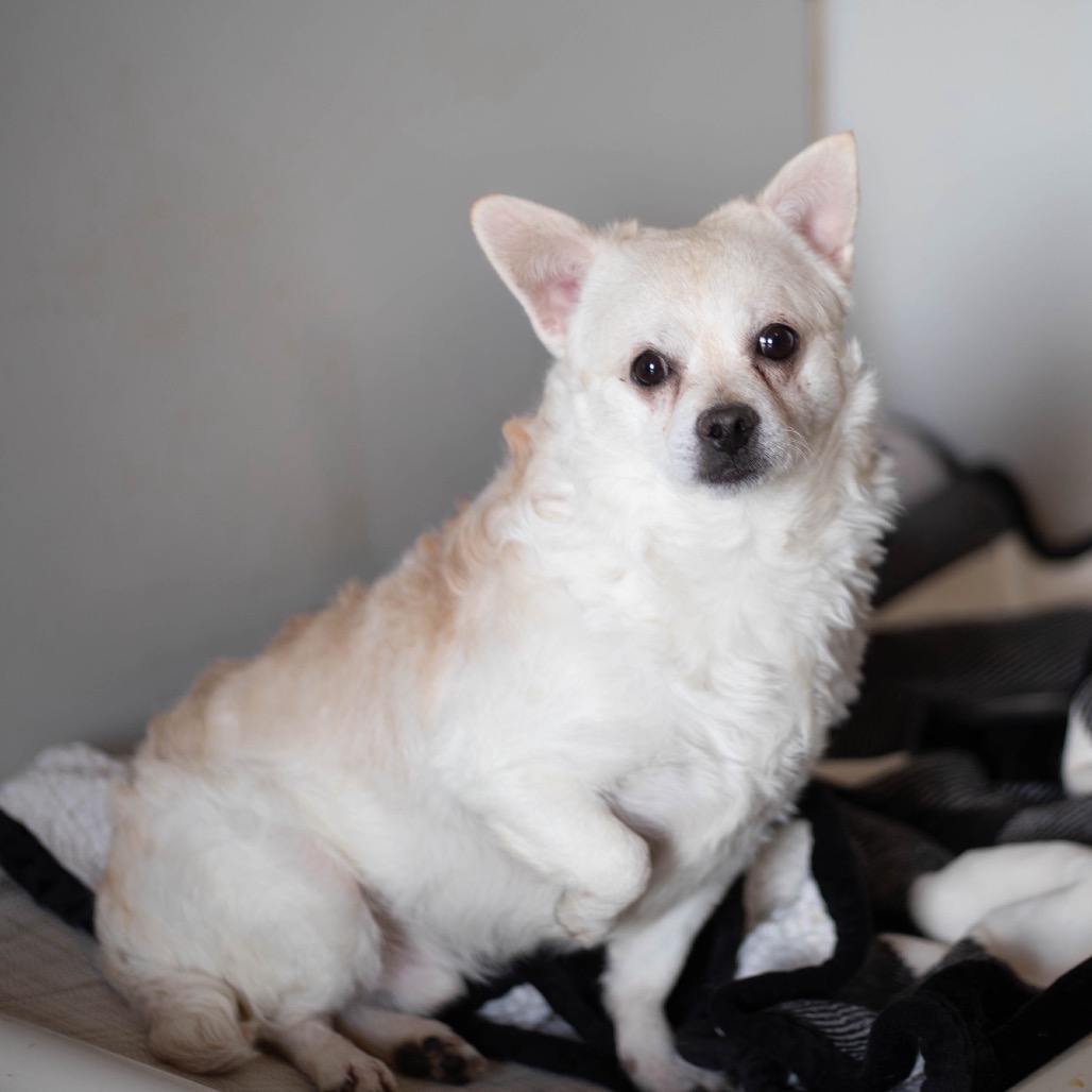 Jethro — thumbnail 2