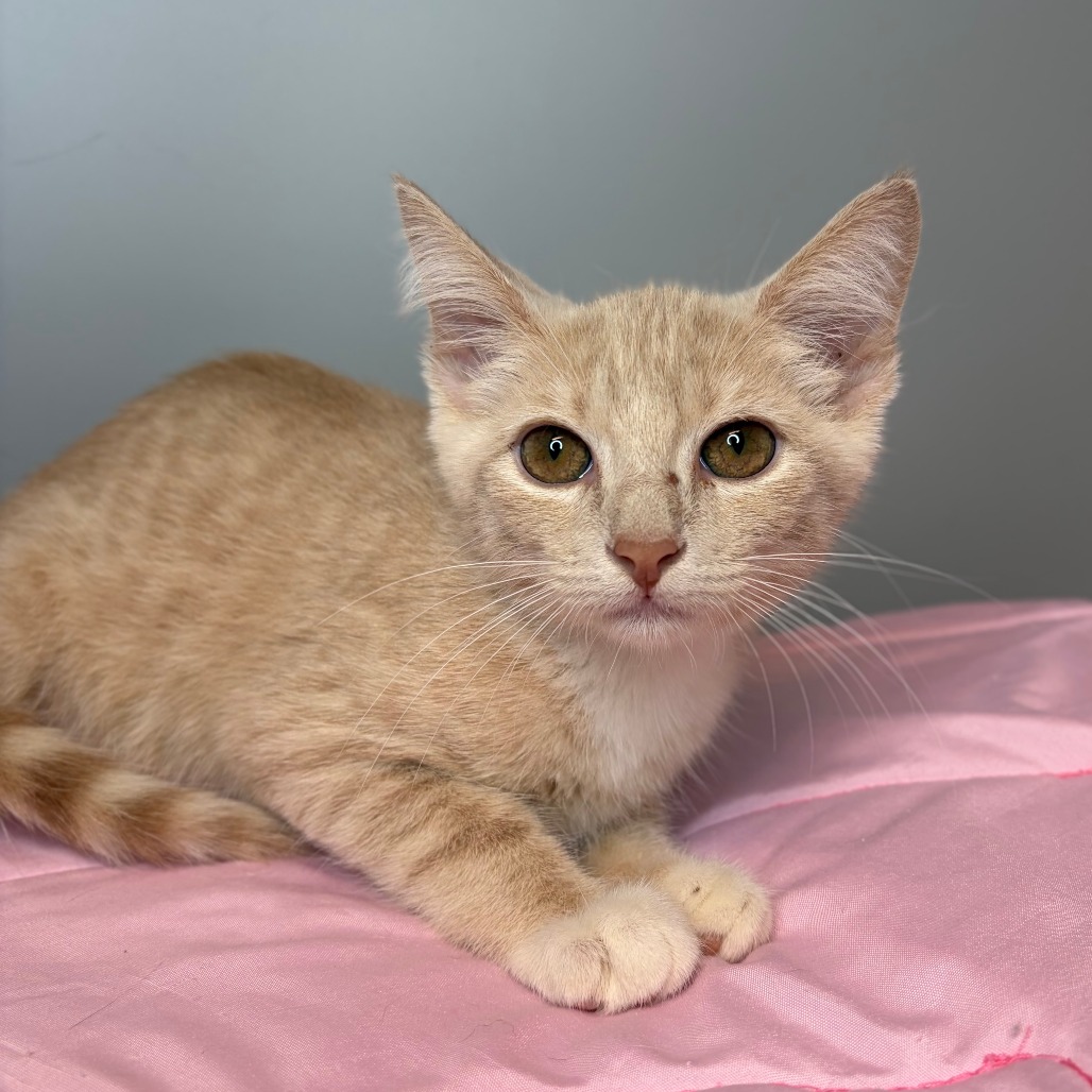 KELP - Domestic Shorthair available for adoption