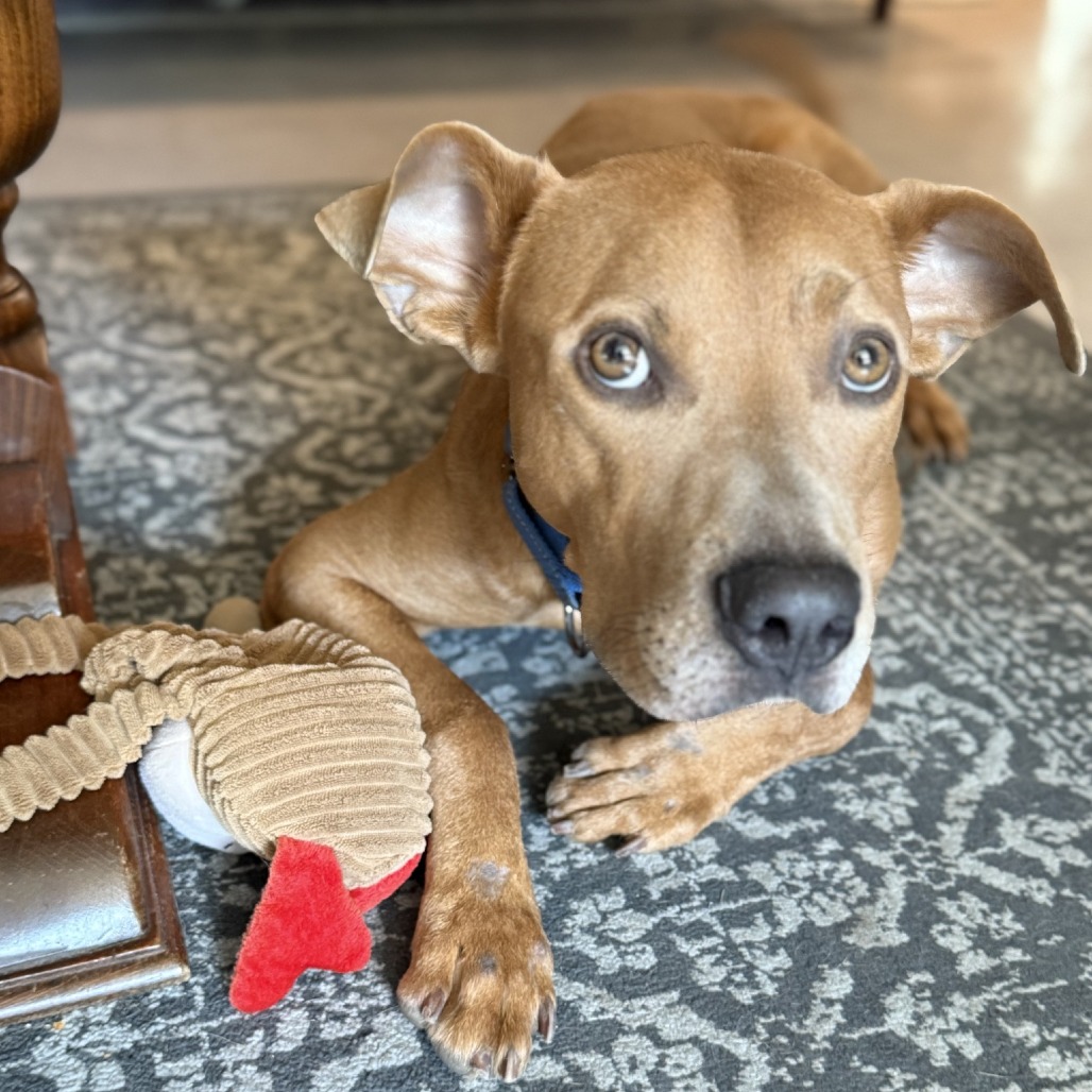 Hulk — thumbnail 8