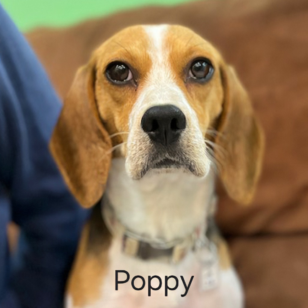 Poppy, photo 5