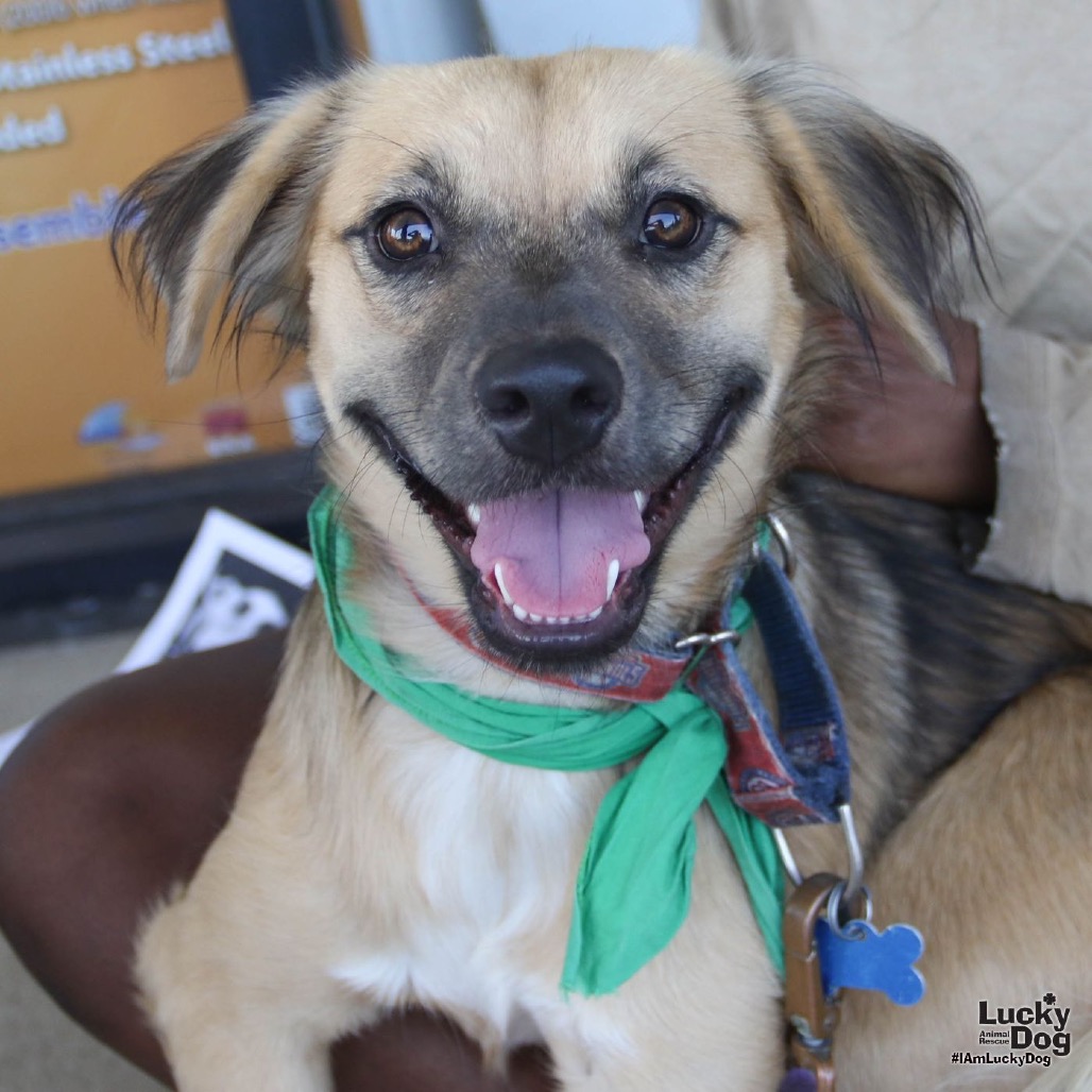 BASIL - Terrier / Shepherd available for adoption
