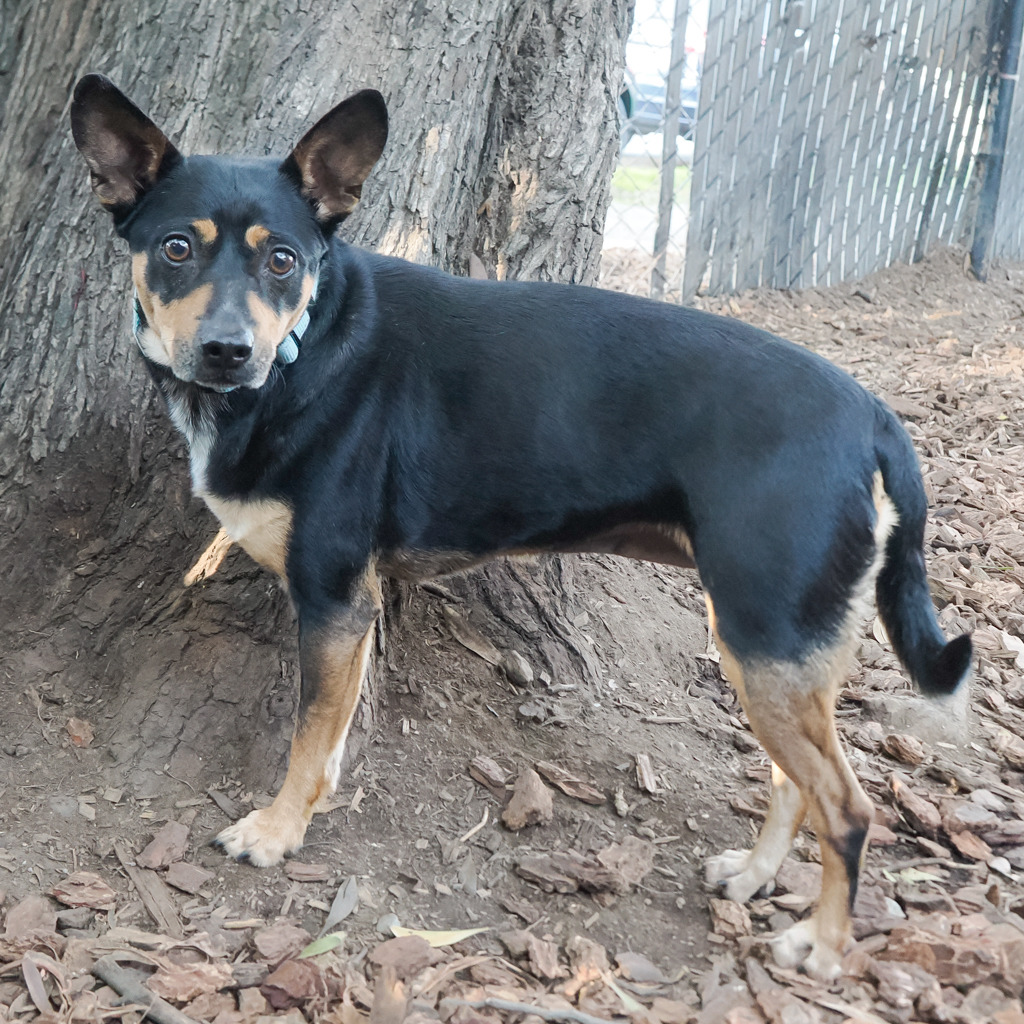 MAXIE, photo 3
