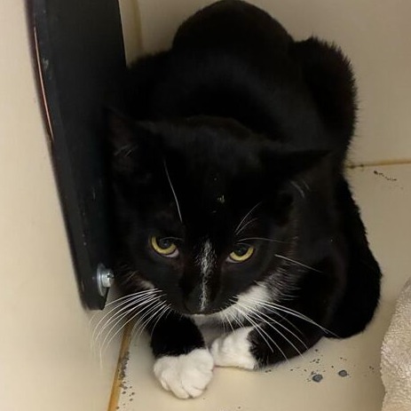 NAUTILUS - Domestic Shorthair available for adoption