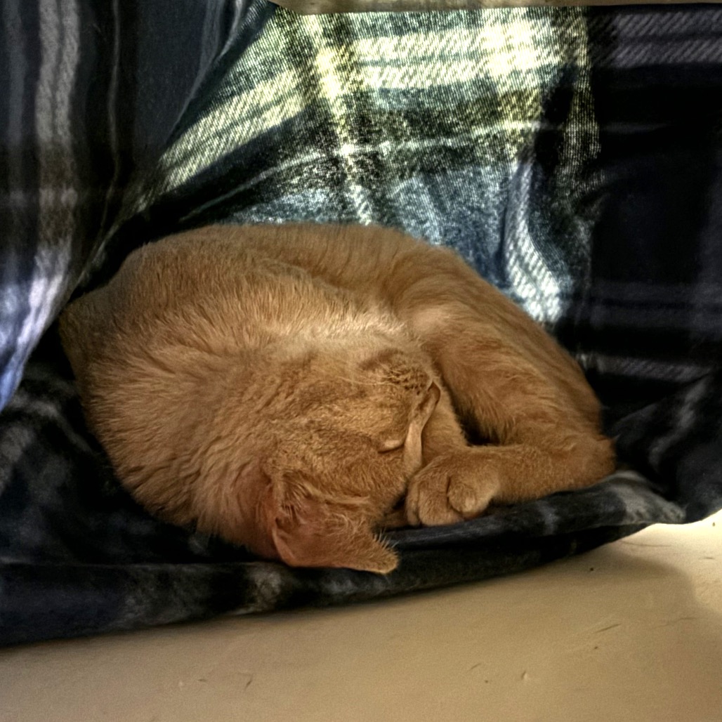 PEARL, photo 2