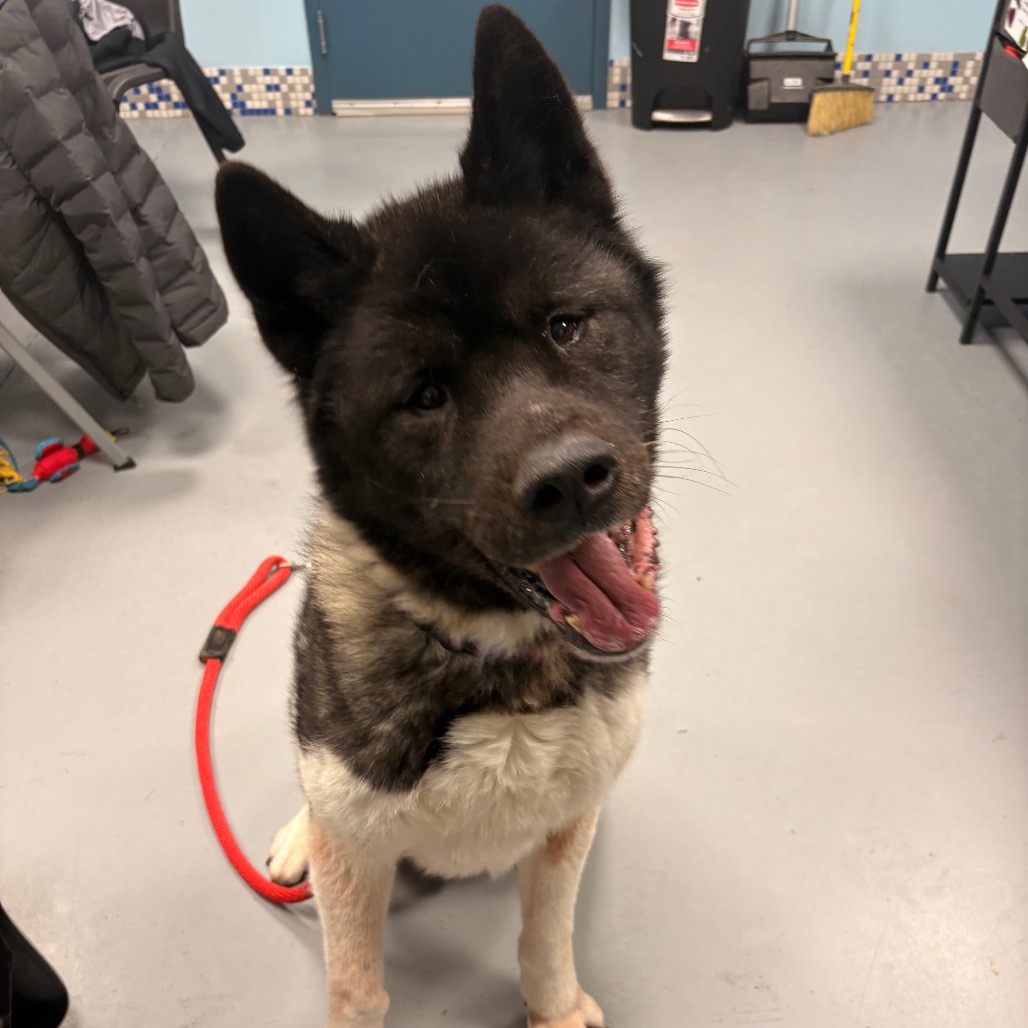 Onyx — thumbnail 2