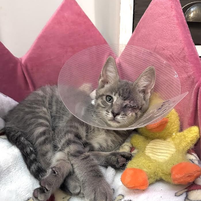 STORMY - Domestic Shorthair available for adoption