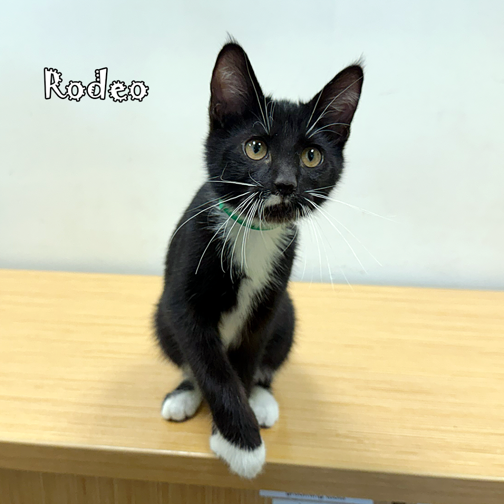 Rodeo, an adoptable cat