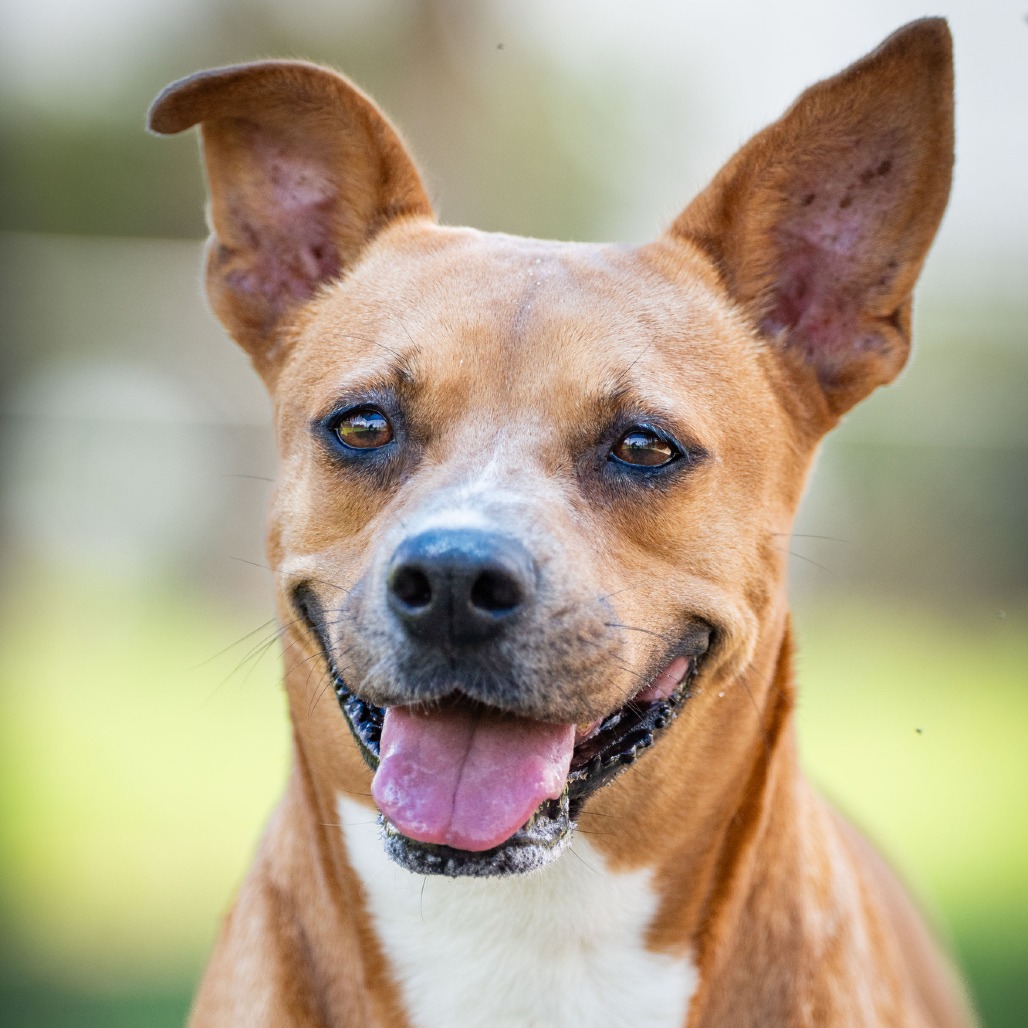 Photo of Tillamook, available for adoption at PVAS