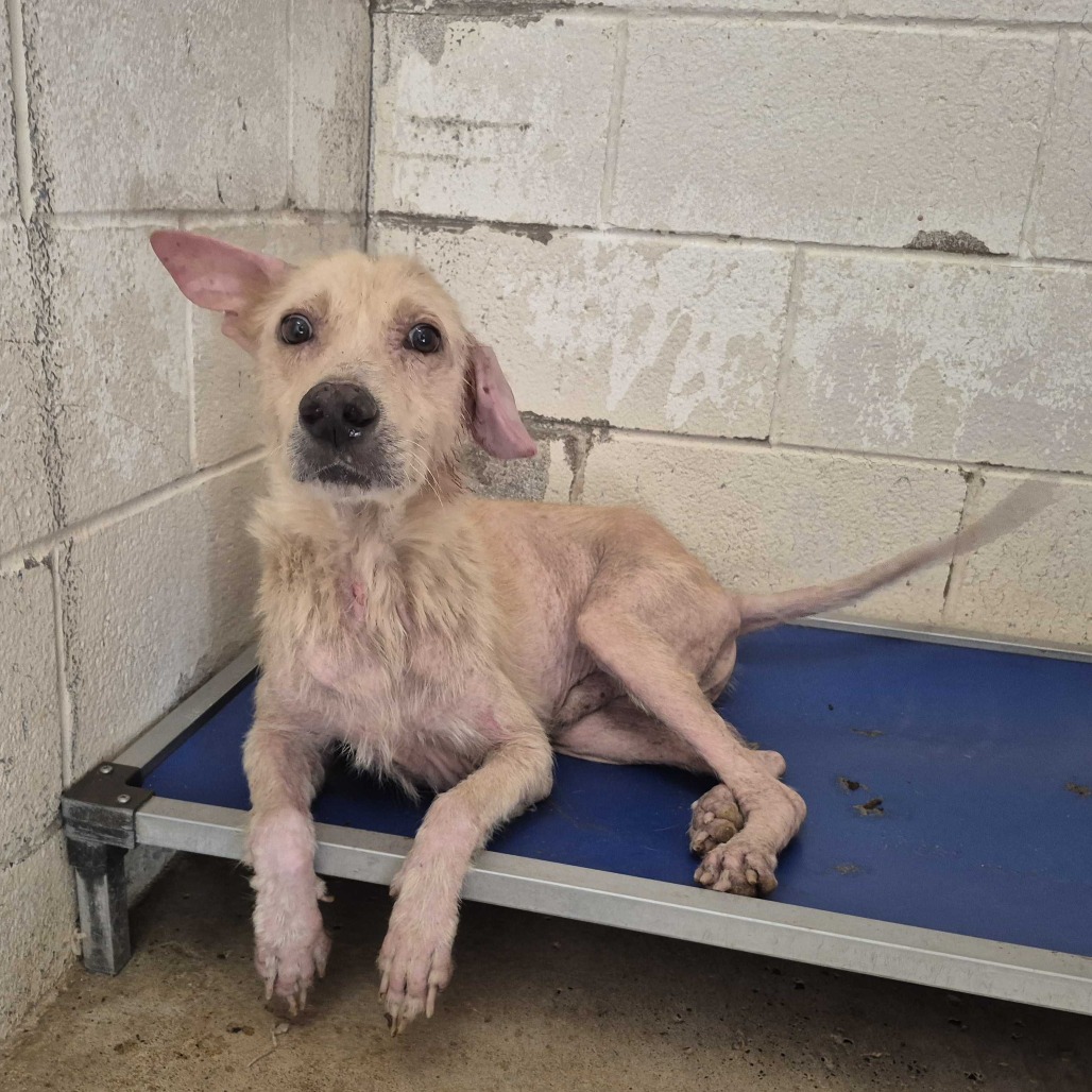 TROY - Shepherd available for adoption