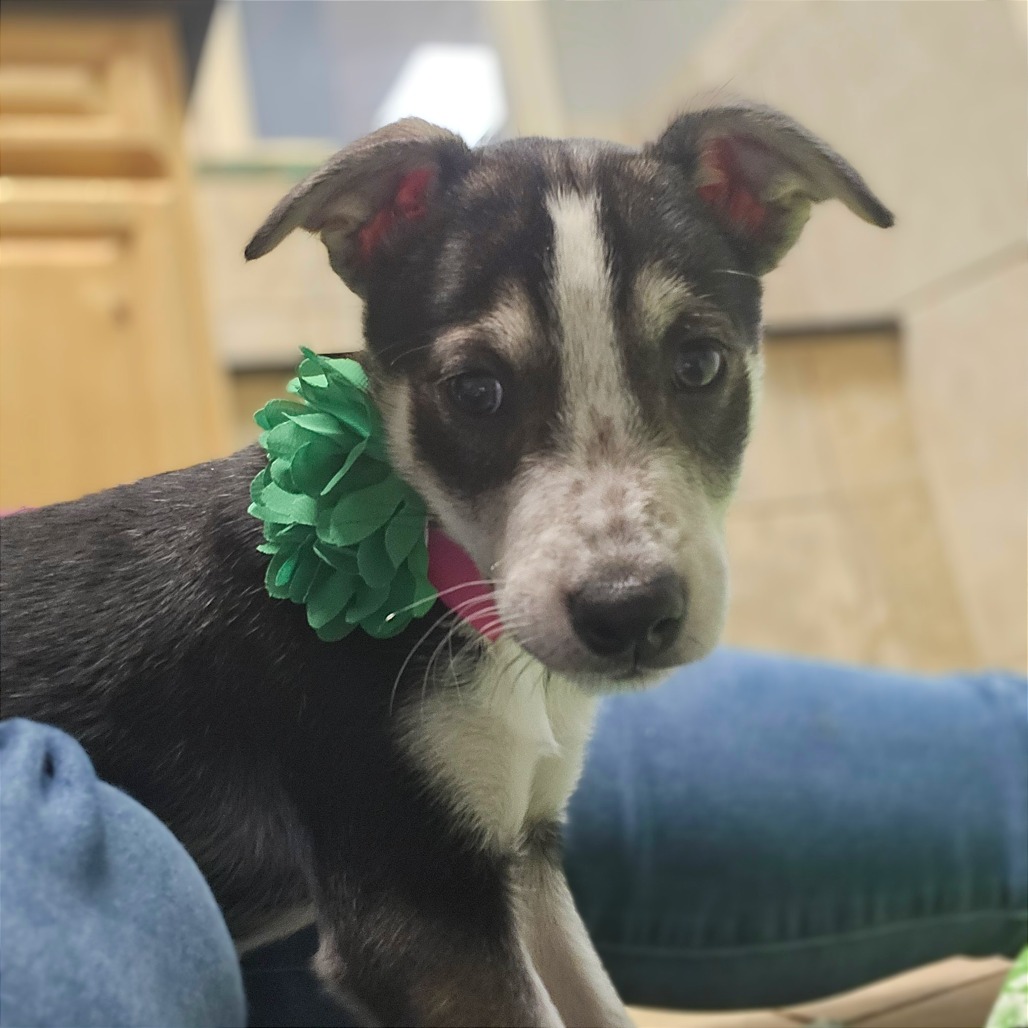 Salami — thumbnail 7