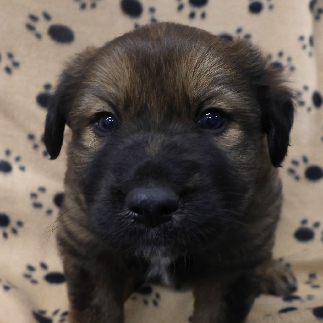 Rodger, a Shepherd, German / Retriever, Labrador