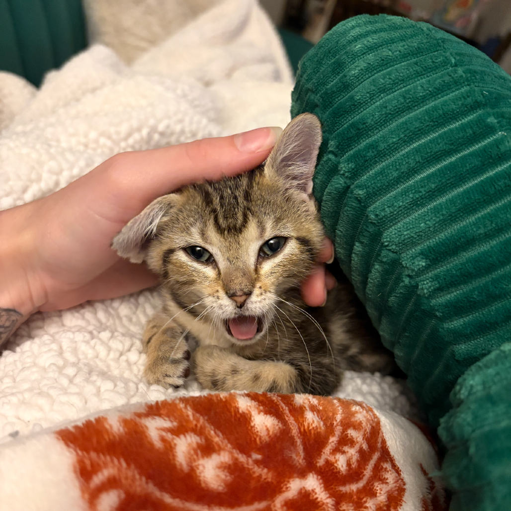 MONKEY, photo 9