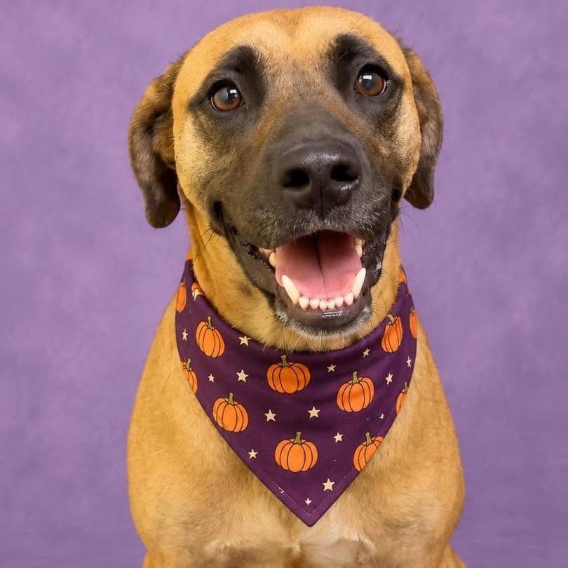 GUPPY - Mixed Breed (Medium) available for adoption
