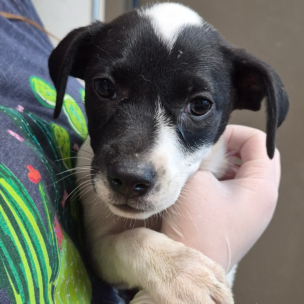 CRUNCHWRAP SUPREME - Queensland Heeler / Boxer available for adoption