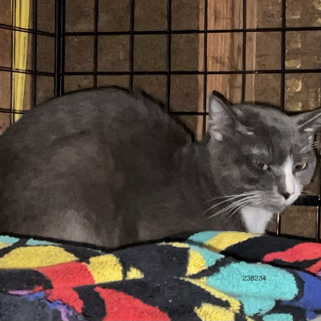 Photo of Sailor Cat Lascar