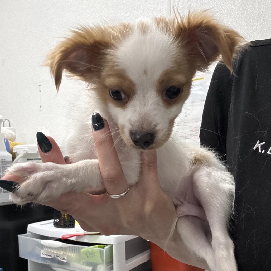 BENNY - Chihuahua available for adoption
