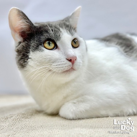 DJANGO - Domestic Shorthair available for adoption