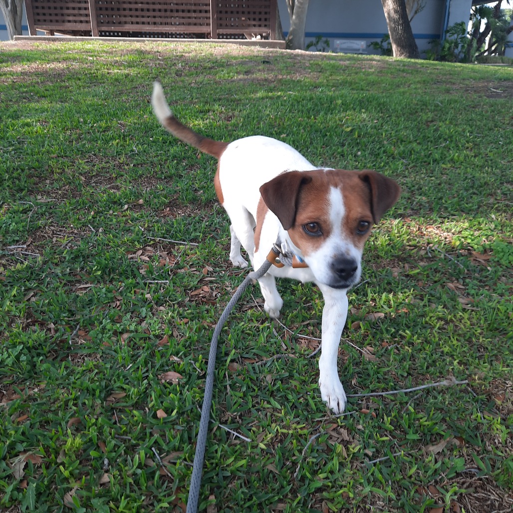 Bruiser photo 11
