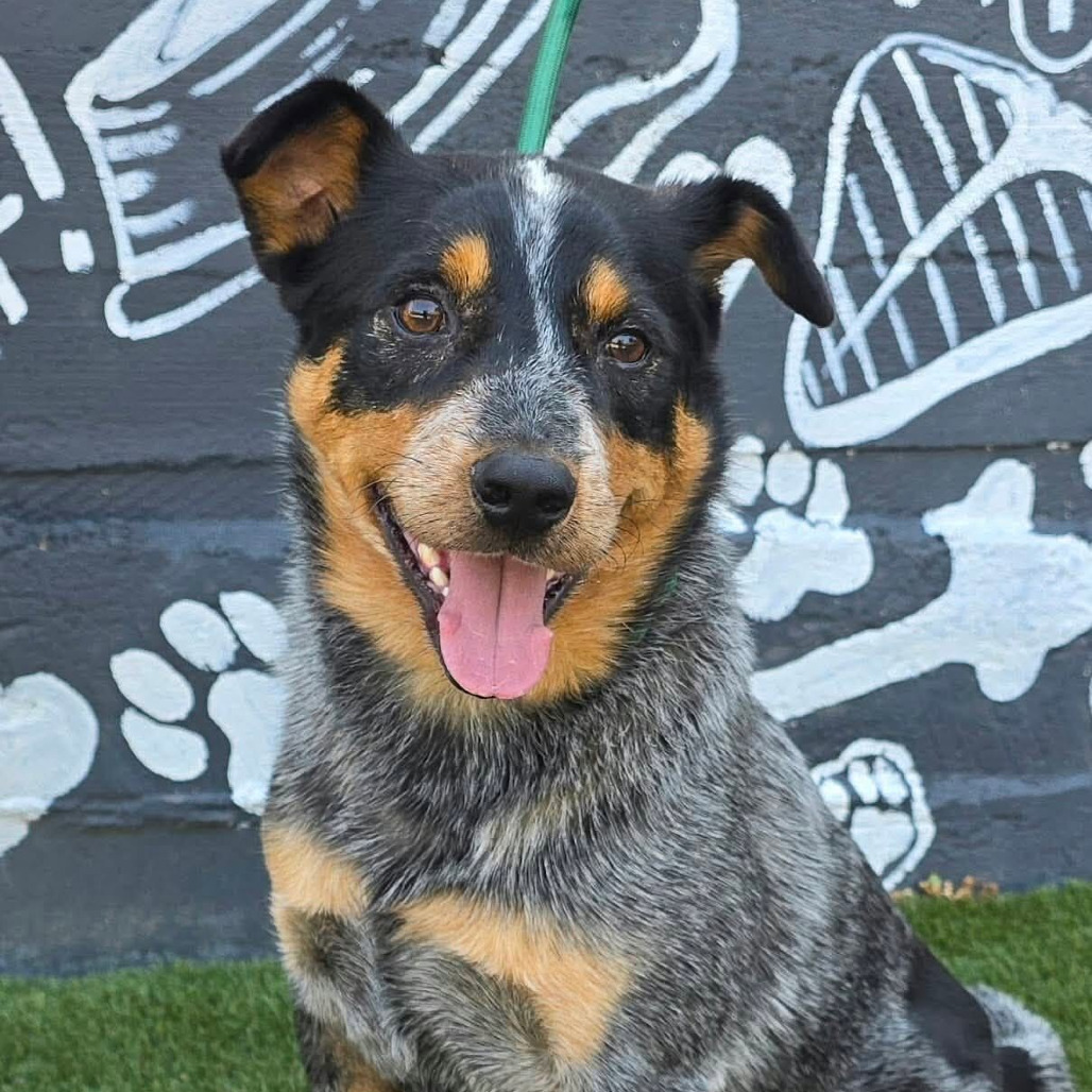 FOSTER NEEDED - Ralphie
