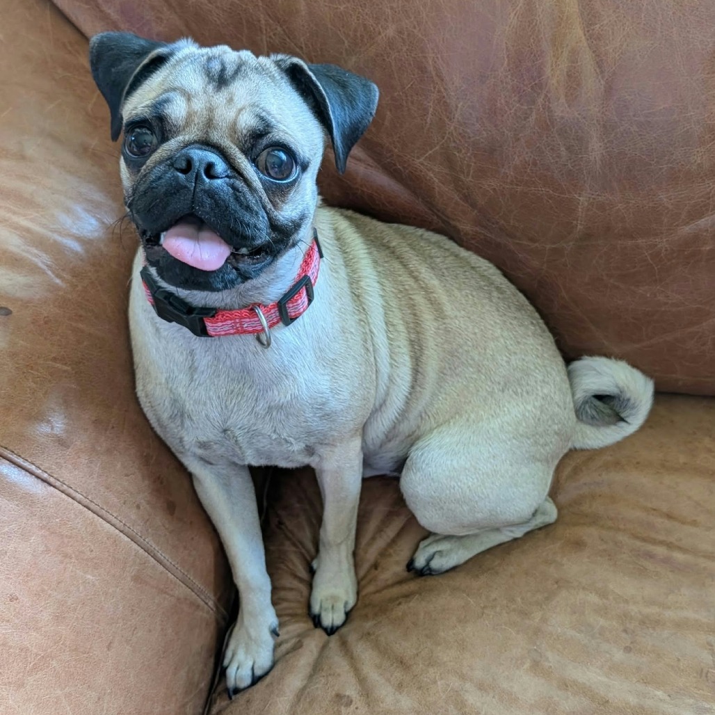 FRANNIE - Pug / Mixed Breed (Small) available for adoption