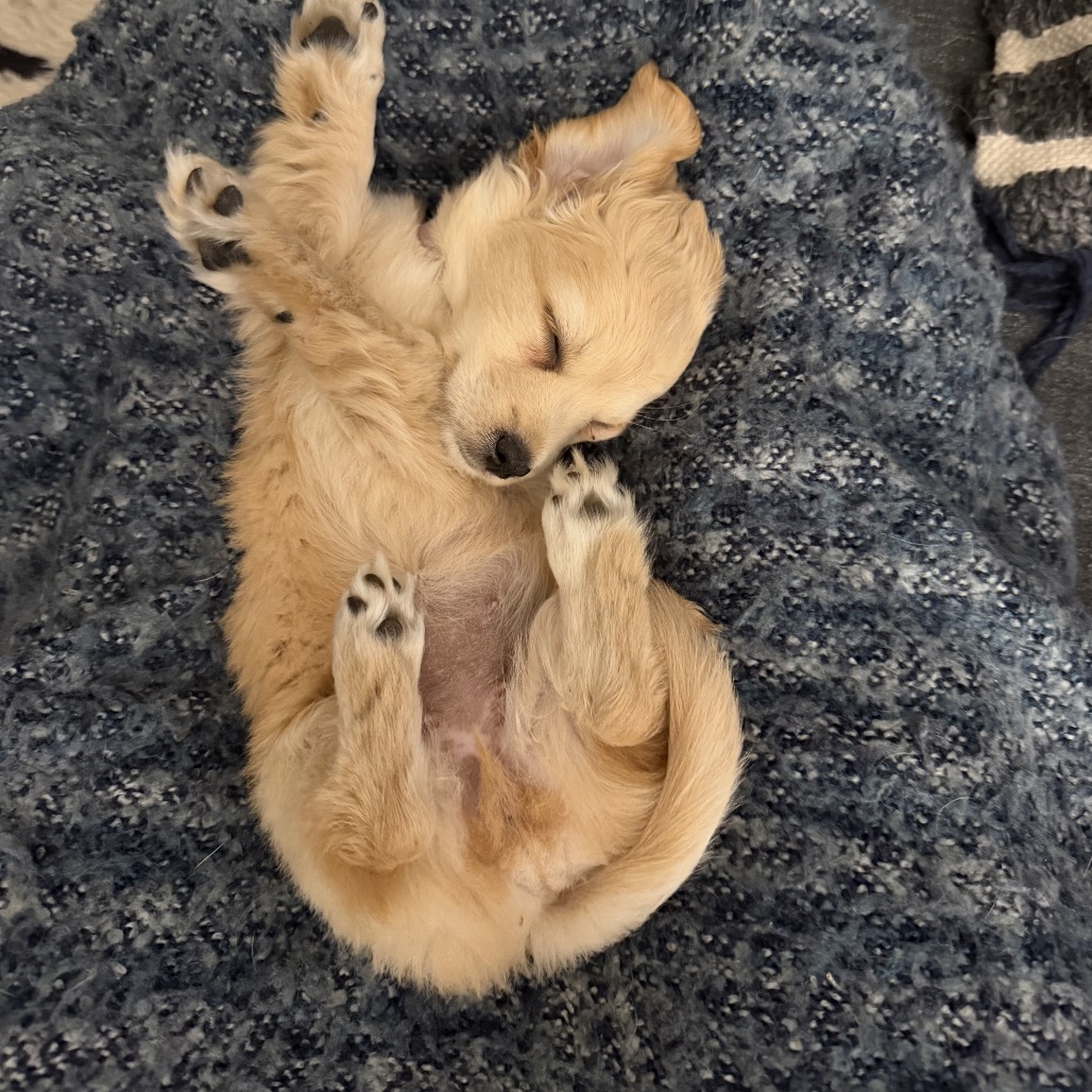 PRESLEY, photo 15