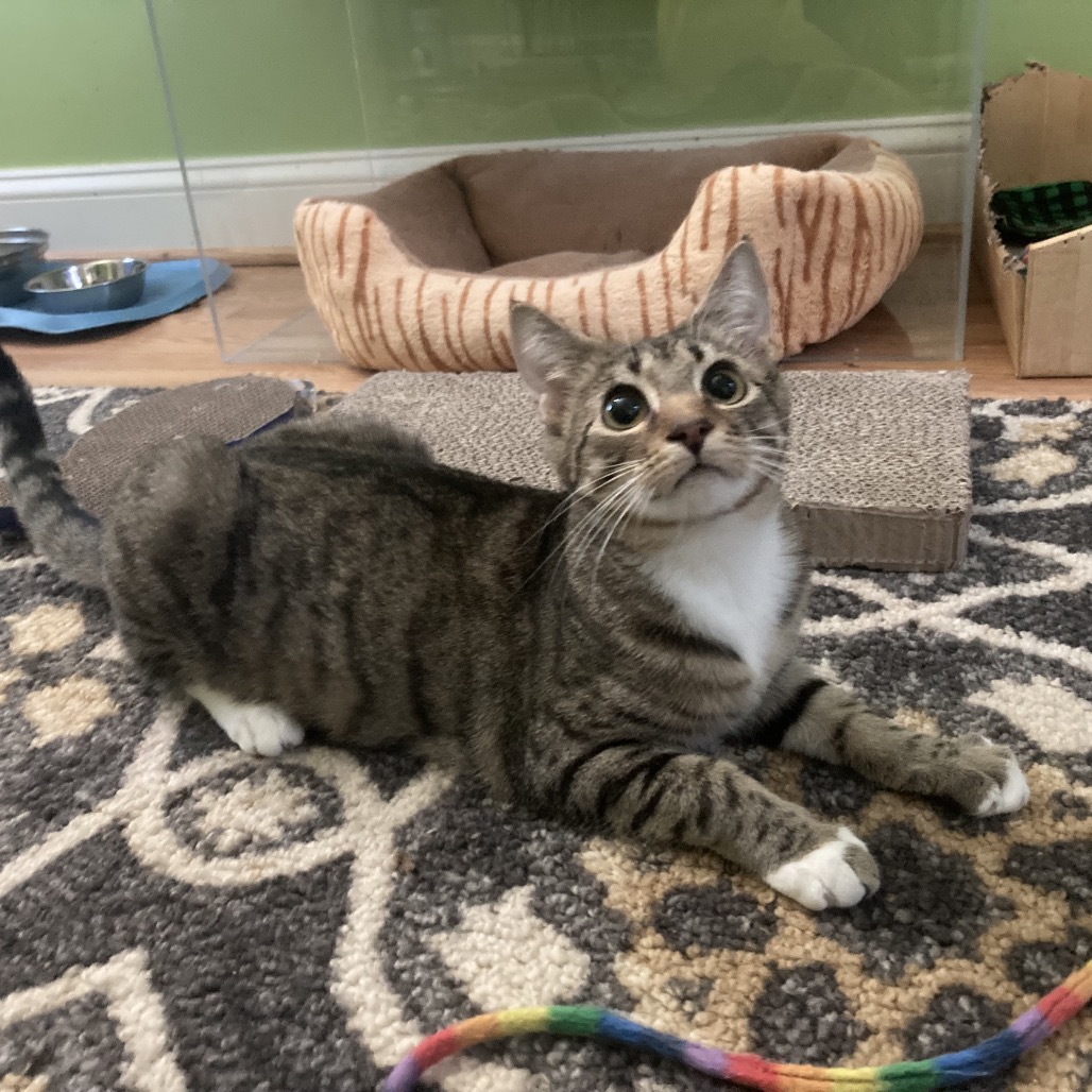 Poppy — thumbnail 5