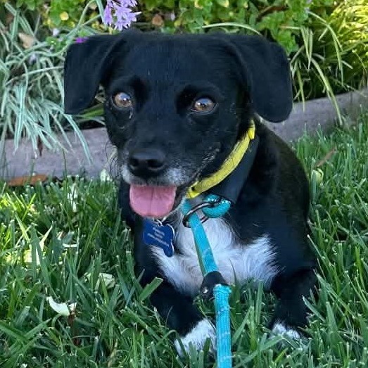 Star (bonded with Twinkle) - Costa Mesa Location