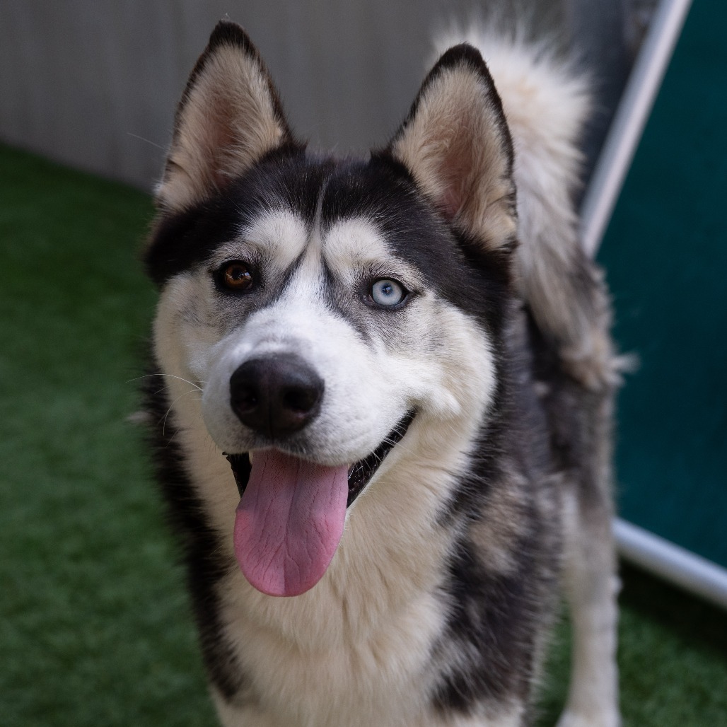 Siberian Husky