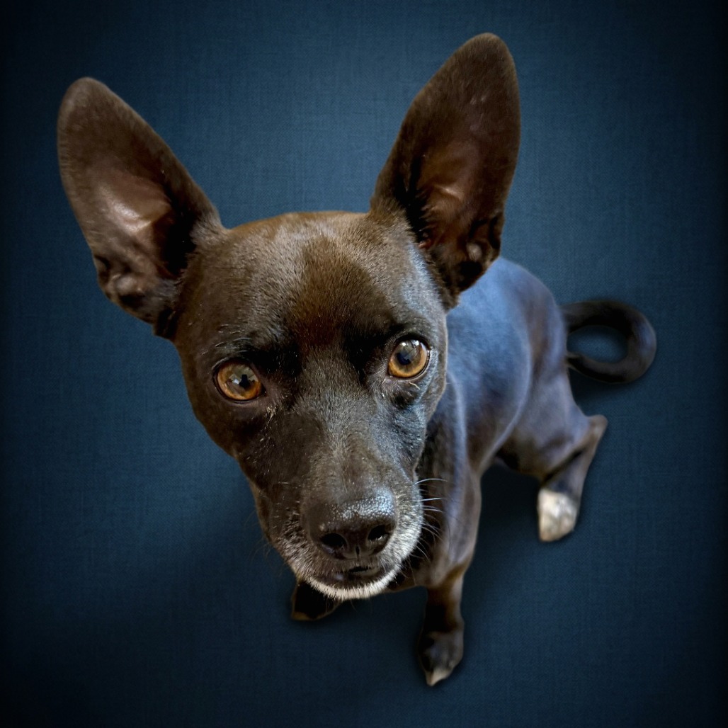 Photo of Smokey