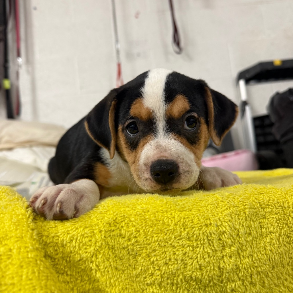 ALPINE - Mountain Dog / Mix available for adoption
