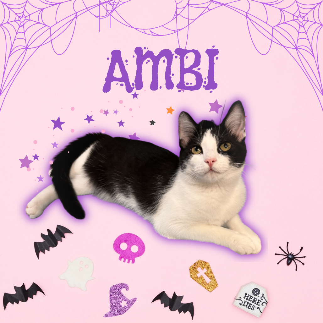 AMBI - Domestic Medium Hair available for adoption
