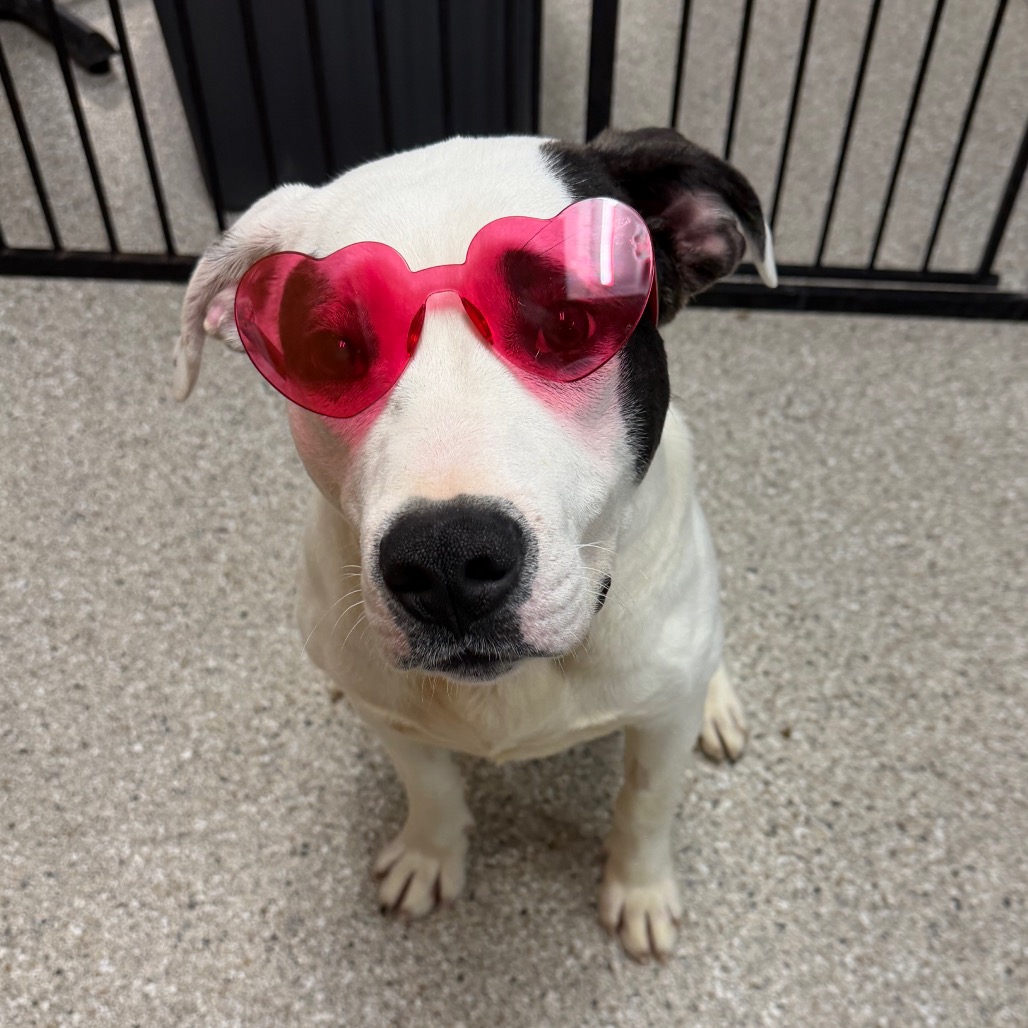 Scooter — thumbnail 4