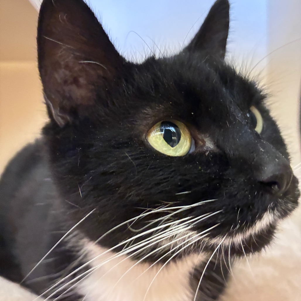 BELLADONNA - Domestic Shorthair available for adoption
