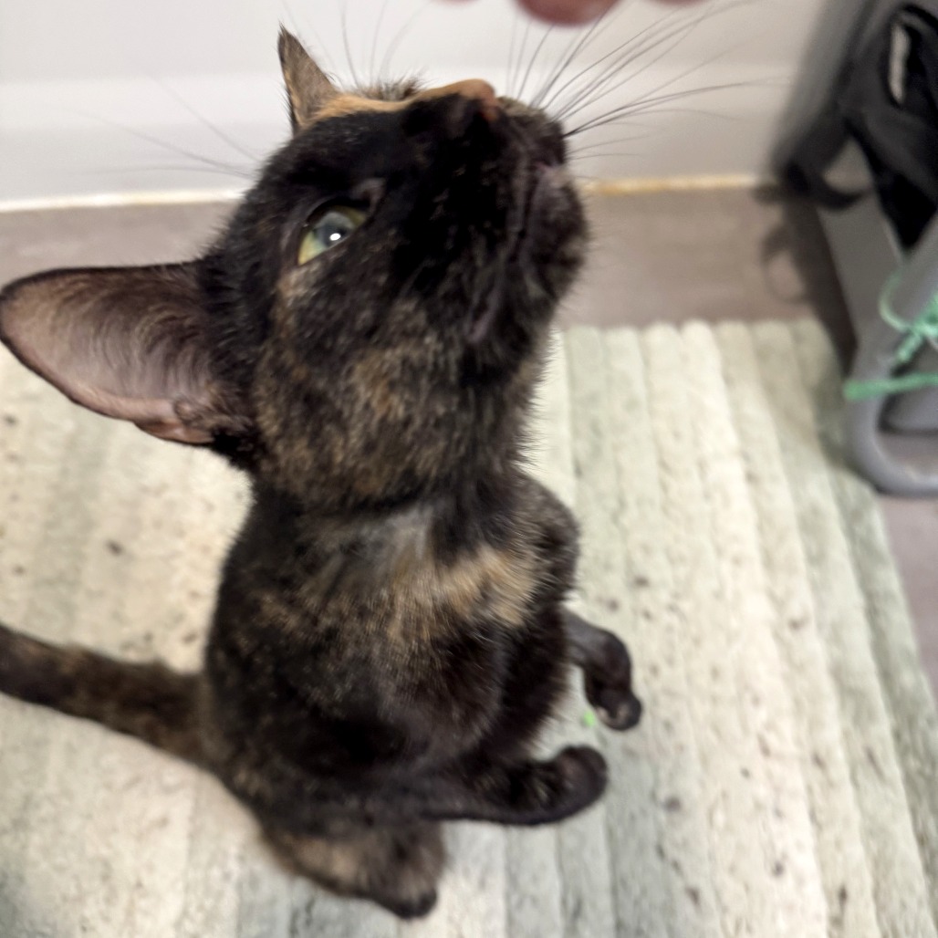 Goose — thumbnail 4