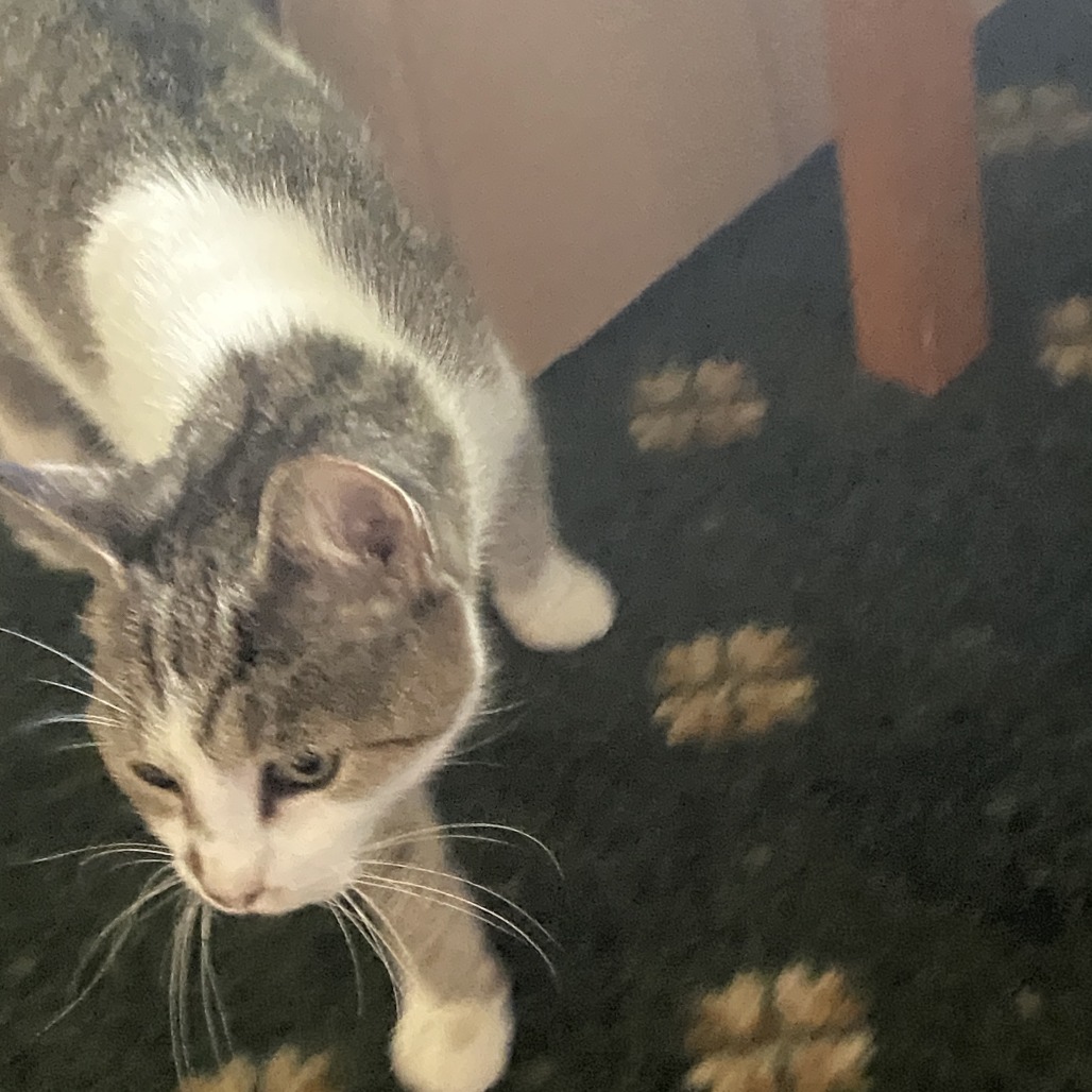 Moxie, photo 7