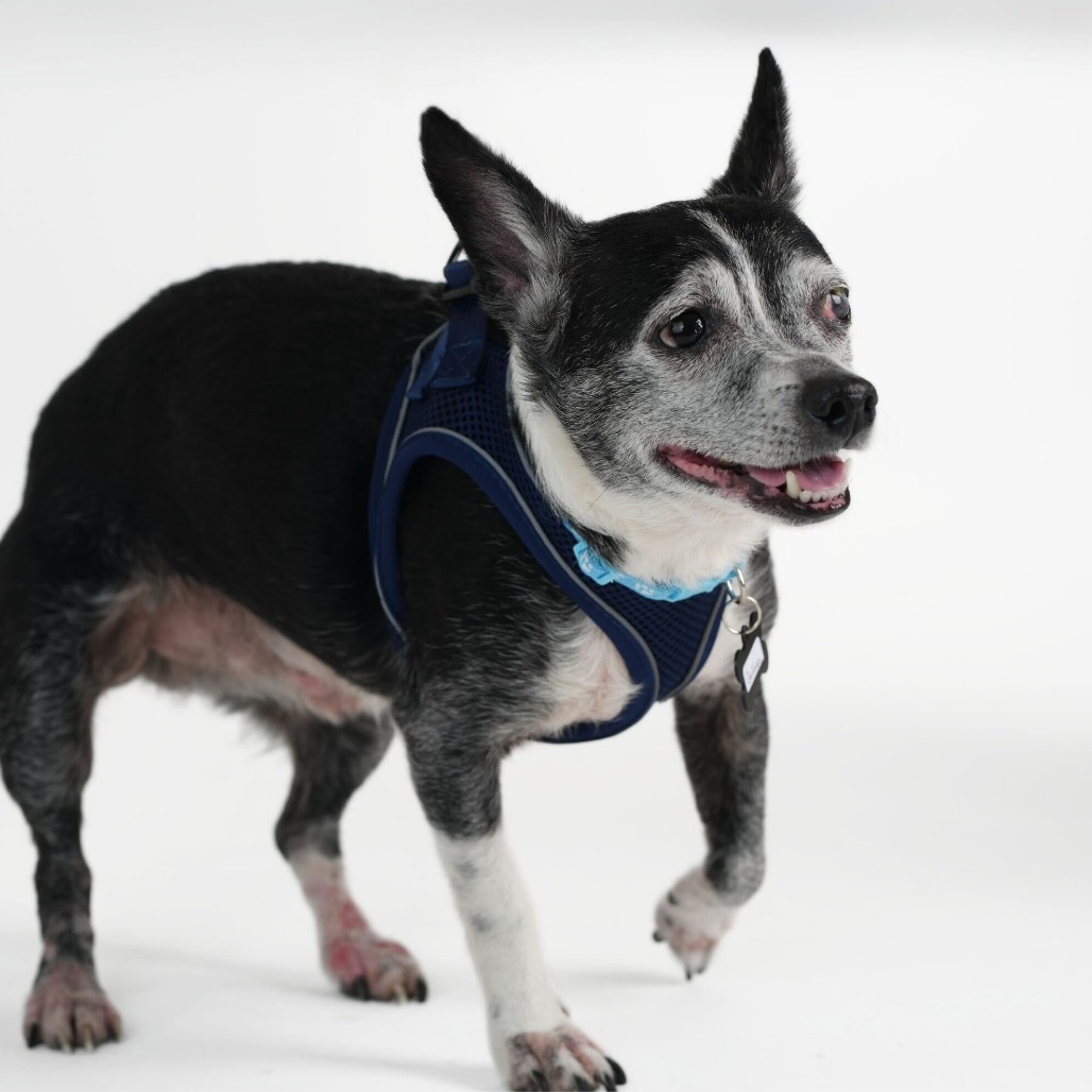 Guffman 13783 — thumbnail 3