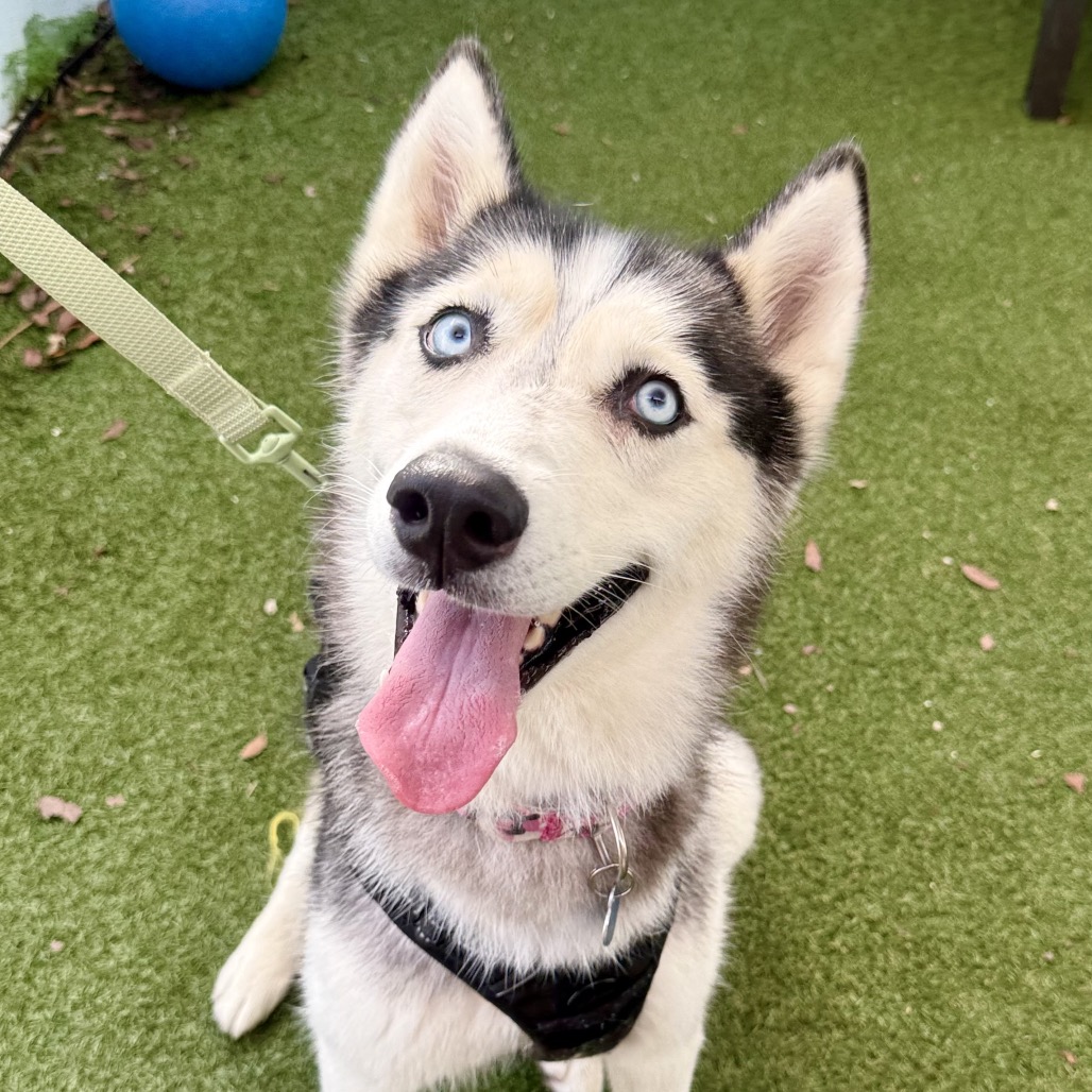 ARIEL - Husky available for adoption