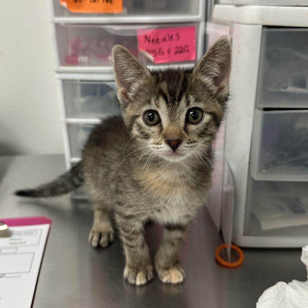 ZIM Z2 (ZIMZALABIM) - Domestic Shorthair available for adoption