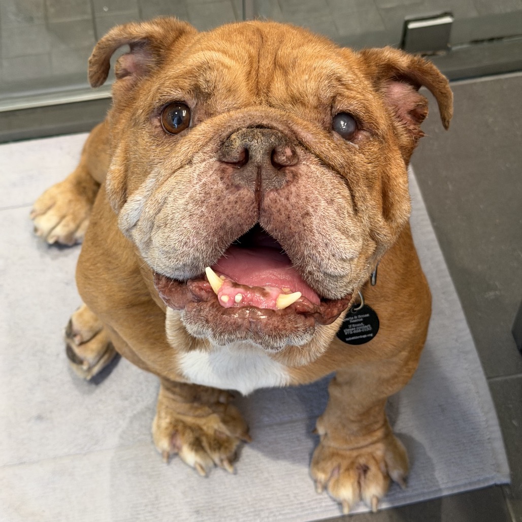 Porkchop