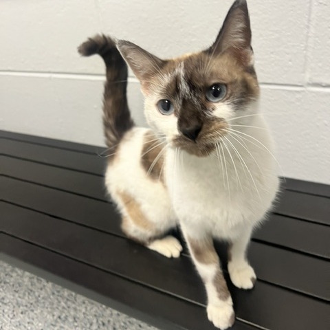 CHOCOLATE MILK - Domestic Shorthair / Siamese available for adoption