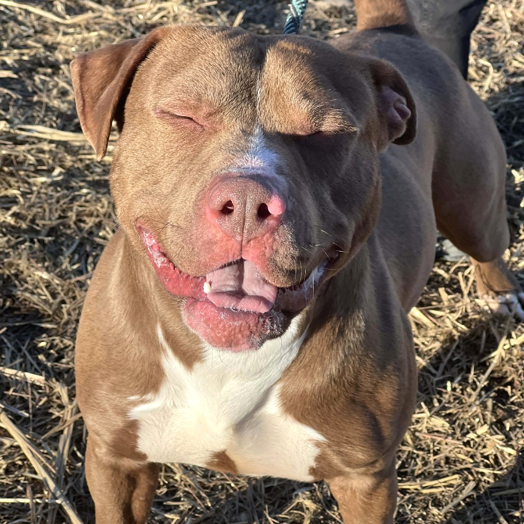 Dozer — thumbnail 5