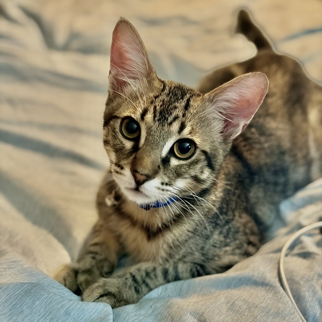 XADEN - Domestic Medium Hair available for adoption