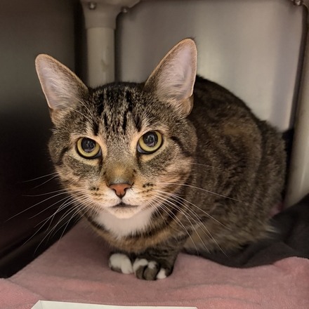 STORMY - Domestic Shorthair available for adoption