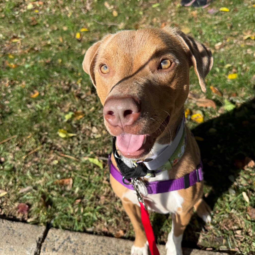Daisy, photo 10