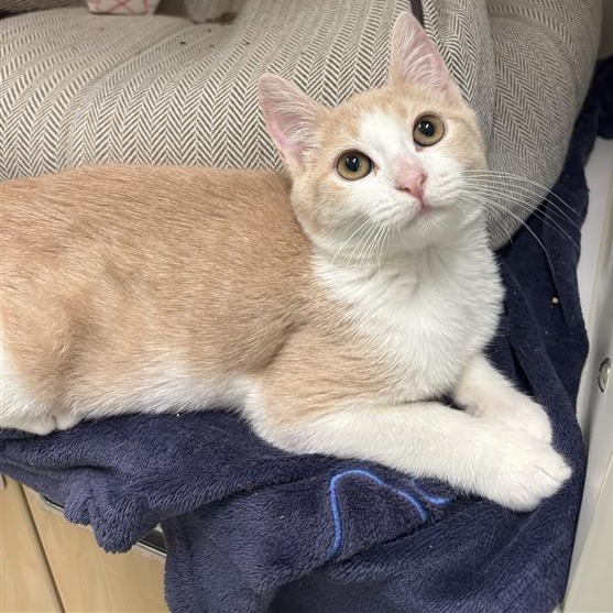 Perry: Female 3 Domestic Shorthair