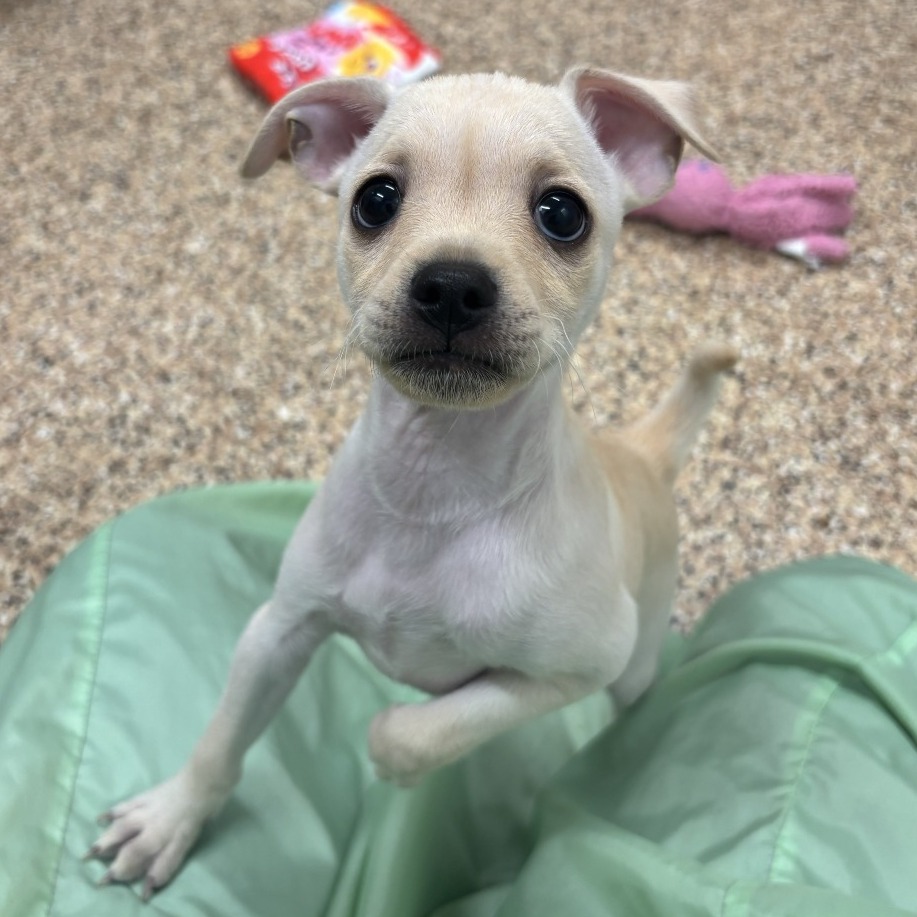 BAKED POTATO - Chihuahua available for adoption
