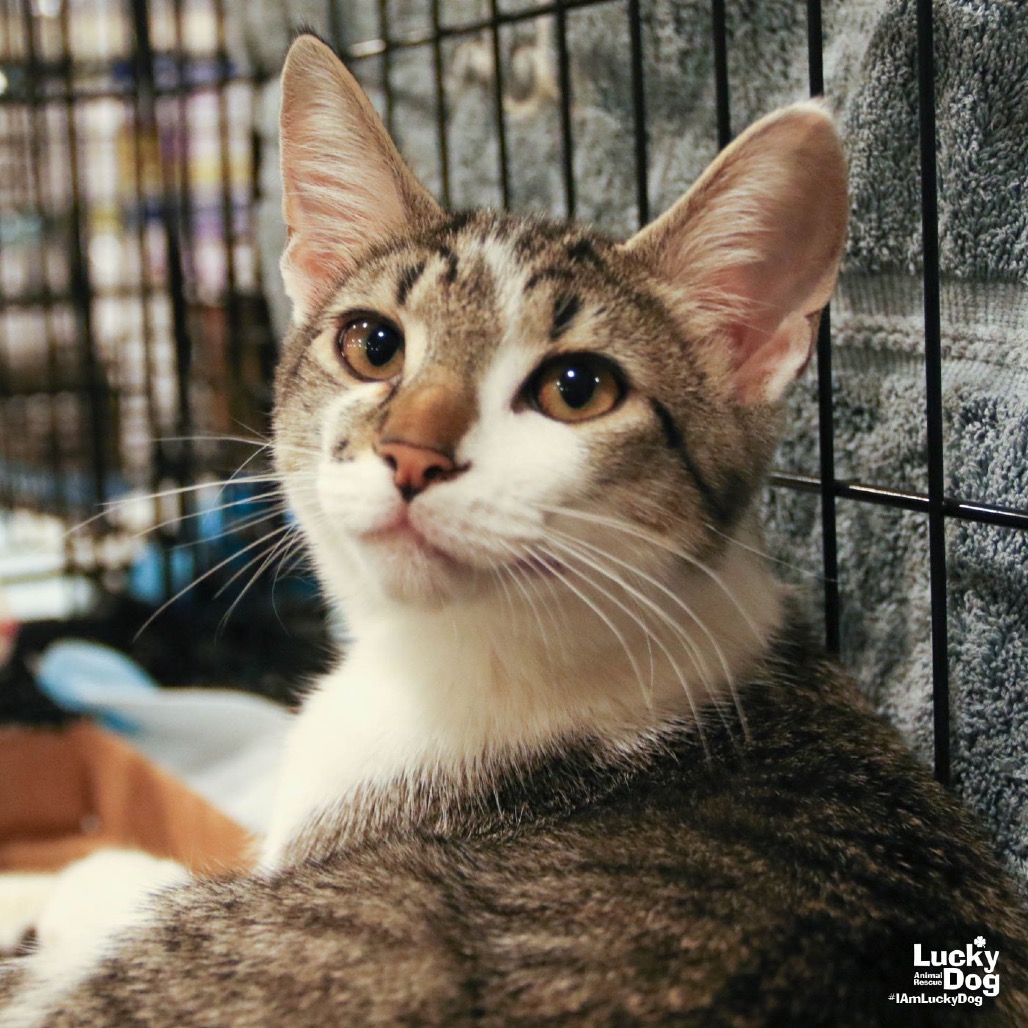 PARSON - Domestic Shorthair available for adoption