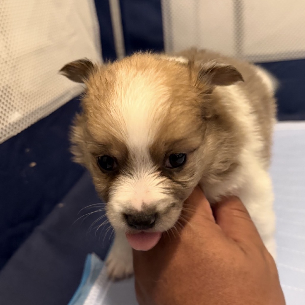 FRECKLES II - Pomeranian / Terrier, Manchester available for adoption