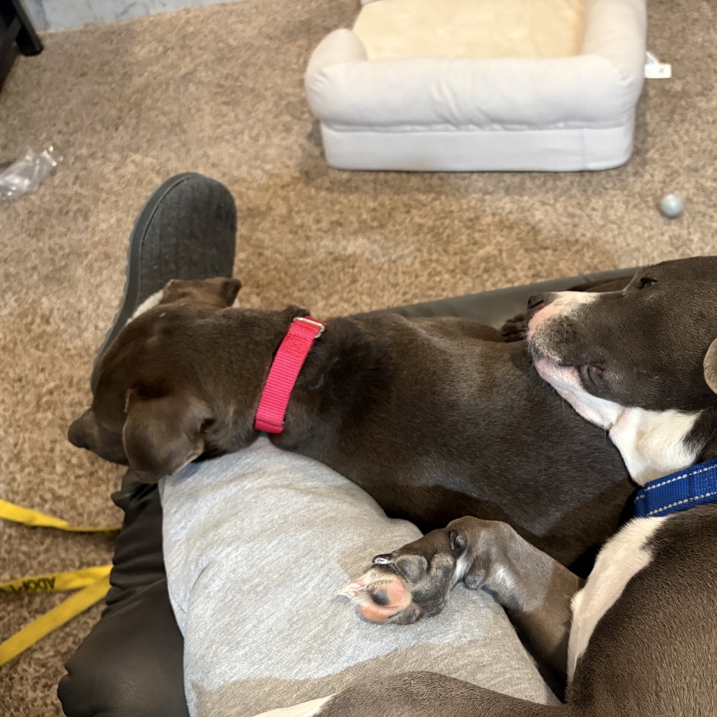 Cocoa — thumbnail 4